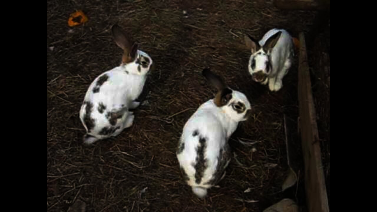 My rabbits