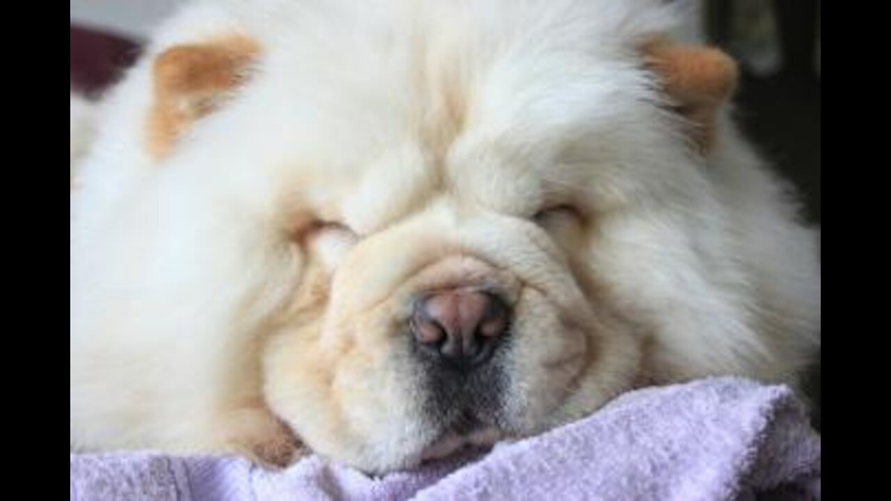 Gorgeous Chow Chow