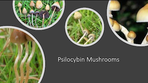 Magic Mushrooms - Psilocybin - Scientific Evidence