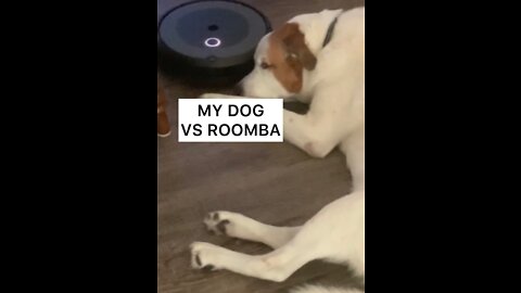 MY DOG VS ROOMBA!