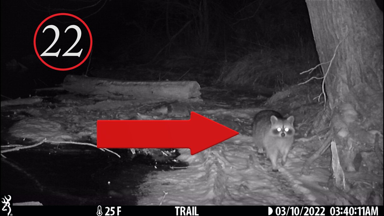 Eating Raccoon is an Option!