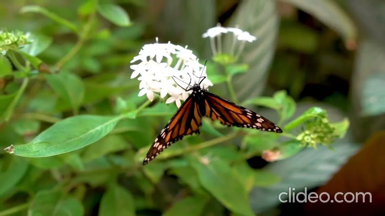 1 Hours of Beautiful Relaxing music with video of butterflies.