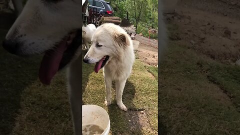 Maremma taken from the pound comes to her new home in time for Christmas 🎄