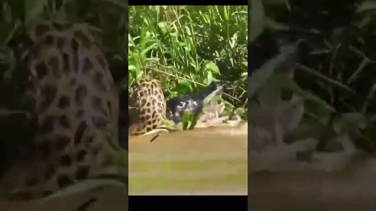 Jaguar vs Crocodile