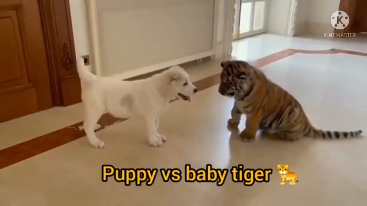 Cutest Baby Animals Video Compliment Cute moment of the Animal - Cutest Animals #1