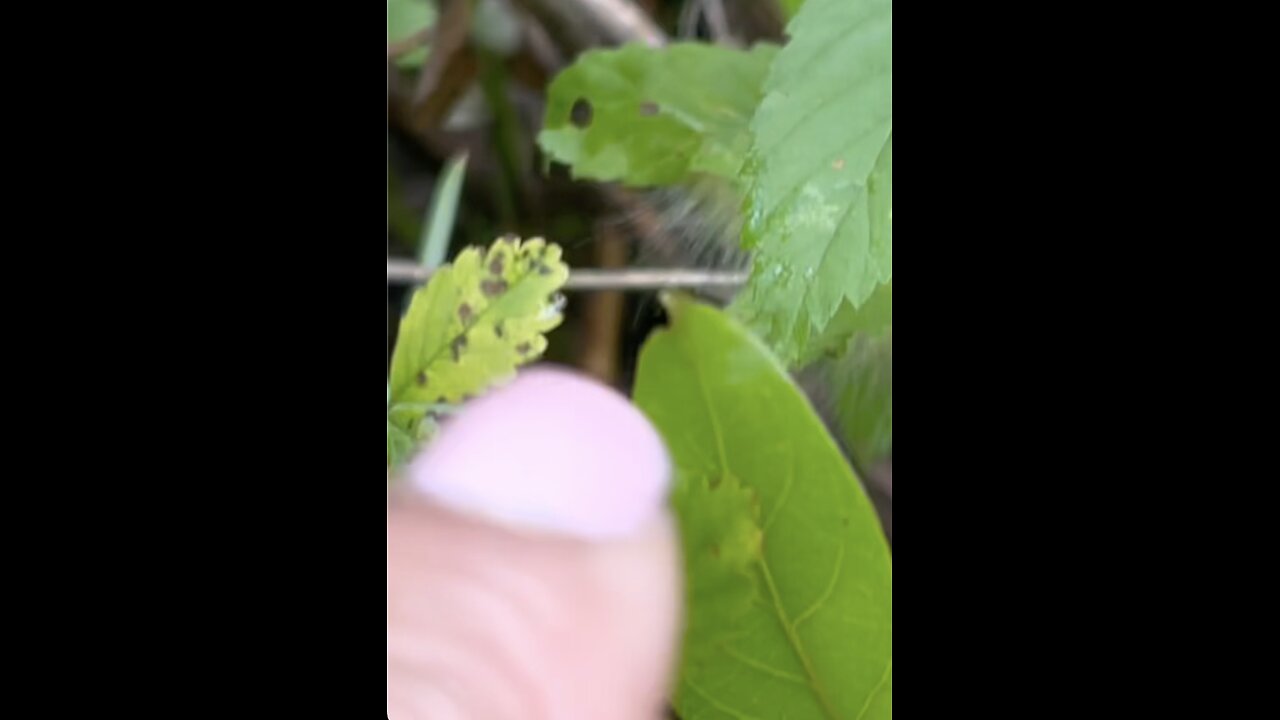 #2 mystery caterpillar|I found something #new in our #Wild Rose Haven #homestead field.🤔