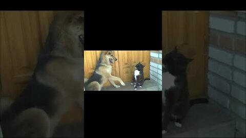 When Your In The Playful Mood #shorts #cats #dogs #funny #like #subscribe