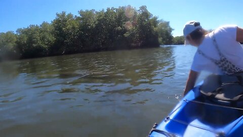 Manatee at Lovers Key State Park