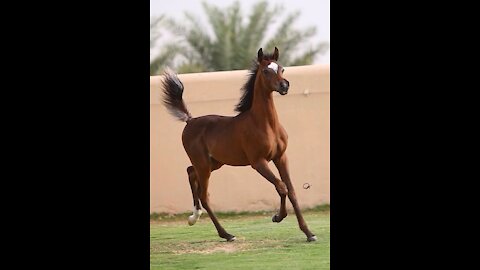 The most beautiful and fastest horses on the beach