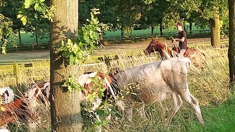 Working with the cows