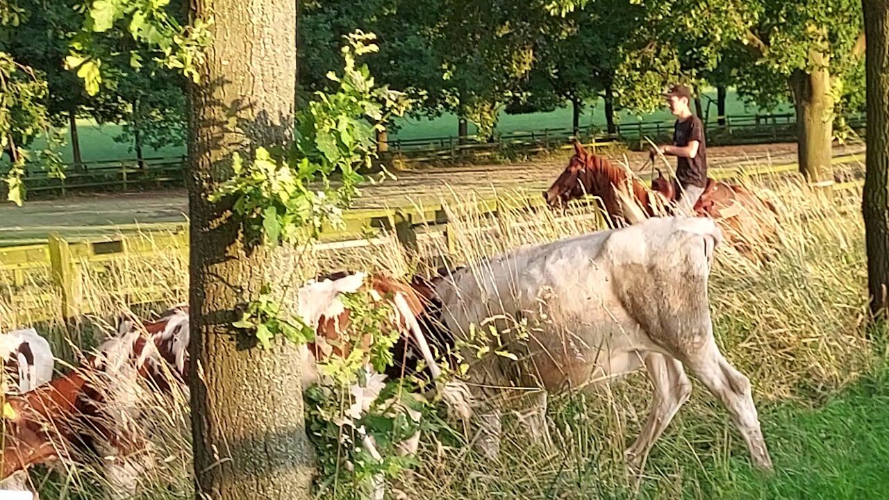 Working with the cows