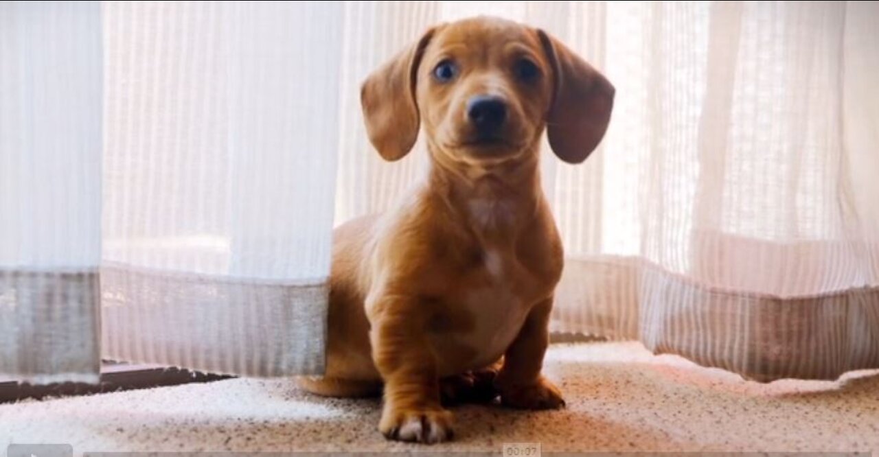 A pet dog acting naïve on camera