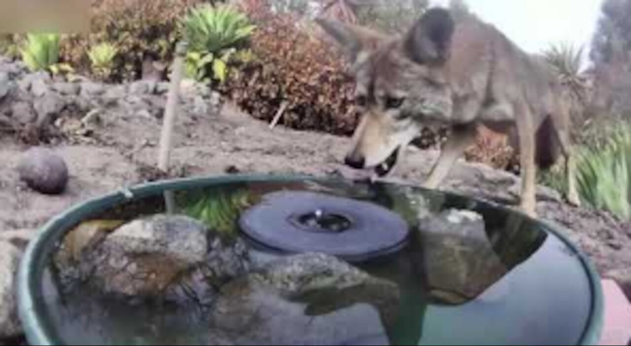 Camera Captures All Walks Of Life Drinking From Water Fountain