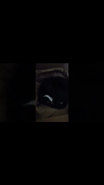 cat sleeping in a box #shortsvideo #kitty #kittycat #cat #youtubeshorts