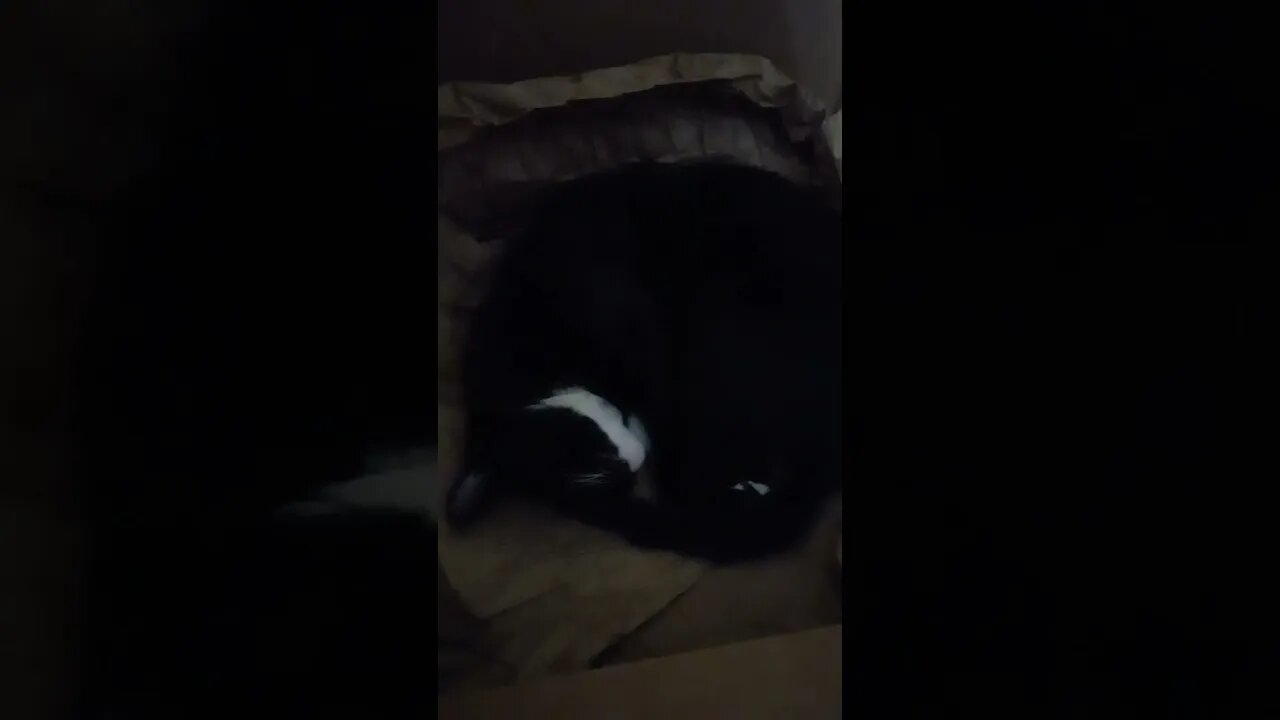 cat sleeping in a box #shortsvideo #kitty #kittycat #cat #youtubeshorts