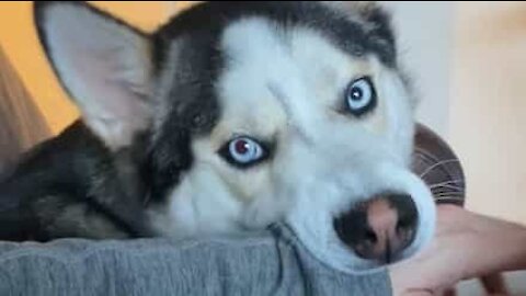 Husky exige mais festas a dono!