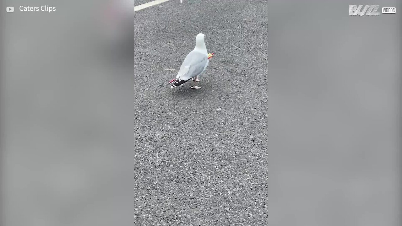 Une mouette immortelle se promène avec une flèche plantée dans le corps