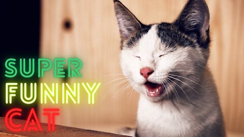 OMG Super Cute ~ BEST FUNNY CATs COMPILATION ~