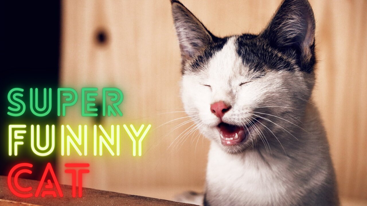 OMG Super Cute ~ BEST FUNNY CATs COMPILATION ~