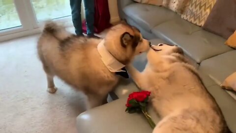 WHEN PHILLIE MET MILLIE | VALENTINES DAY SPECIAL WITH @MILPERTHUSKY11