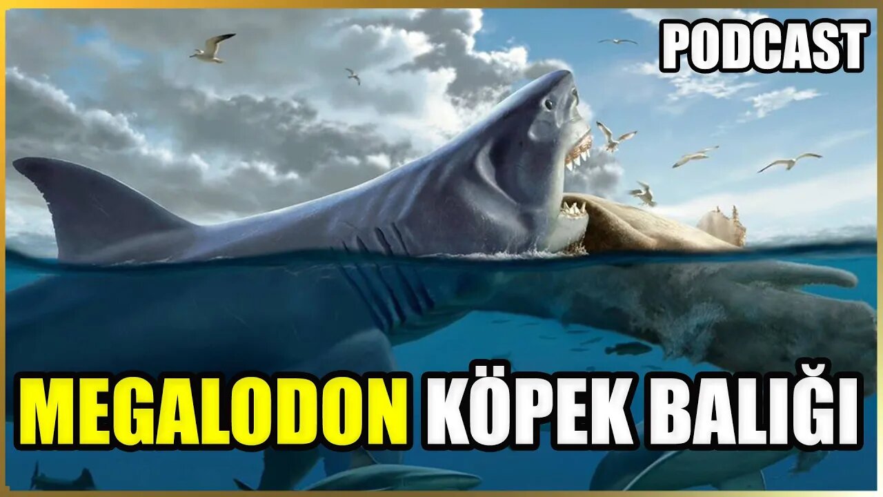 Megalodon Köpek Balığı Yaşıyor Mu? | Nesli Neden Tükendi? Dev Antik Köpek Balıkları | PODCAST