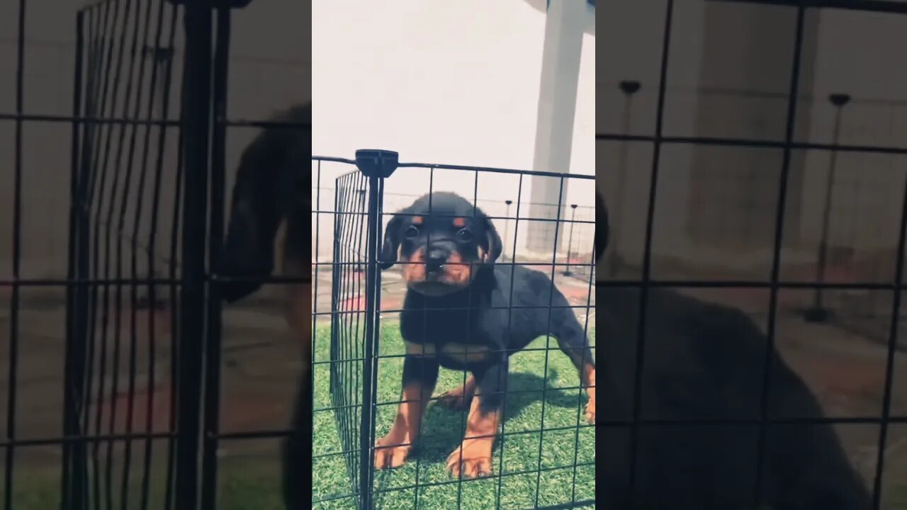 Cute Rottweiler Puppy #shorts #puppy #dog