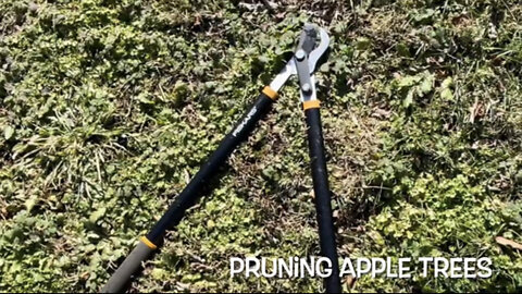 Pruning Young Apple Trees