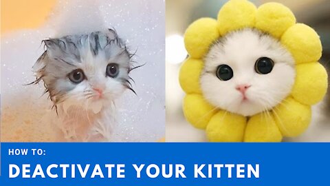 Watch BEFORE you buy yourself a kitten