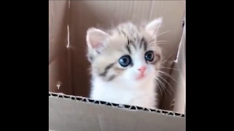 Try not to laugh!! xD/Funny - Cute cat complication memes :D