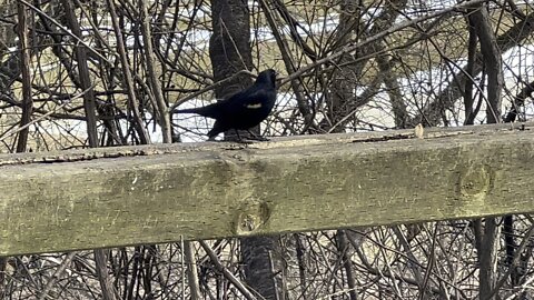 Black Bird dislodged peanut