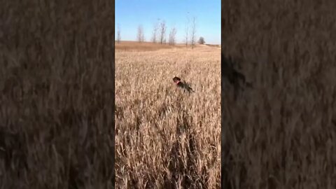 A Pudelpointers FIRST Pheasant Field Exposure