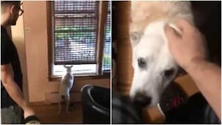 Cane sordo aspetta alla finestra la famiglia... Che è già arrivata da tempo!