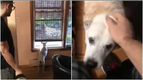 Cane sordo aspetta alla finestra la famiglia... Che è già arrivata da tempo!