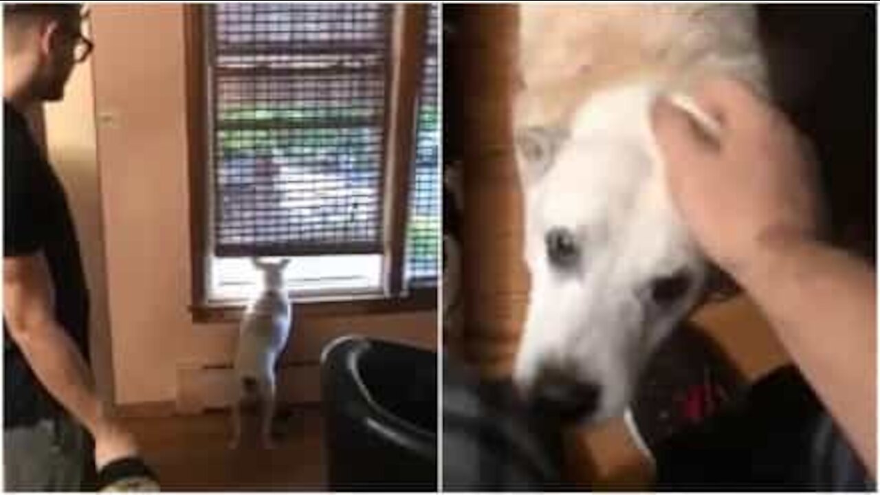 Cane sordo aspetta alla finestra la famiglia... Che è già arrivata da tempo!