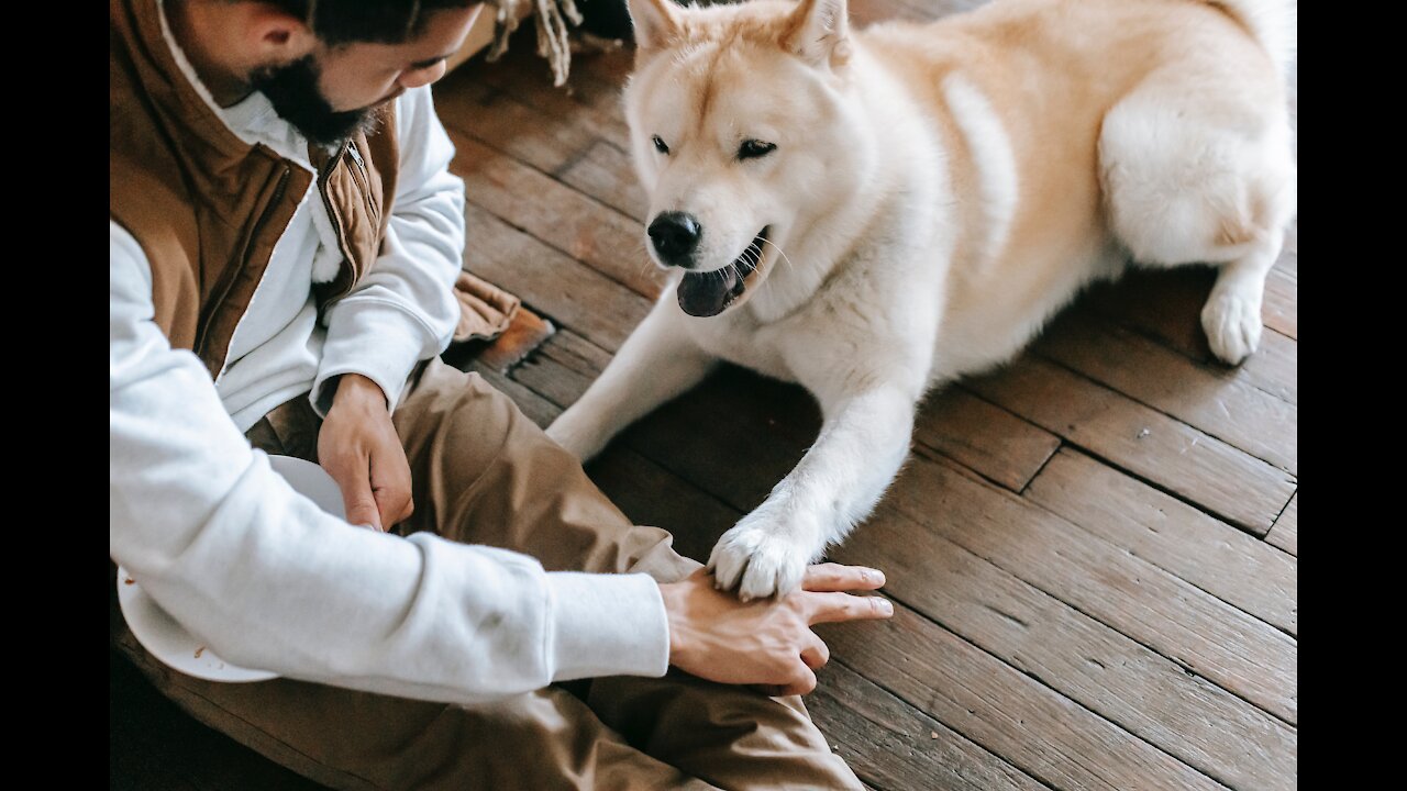 Find Your Dog's Amazing Hidden Intelligence! [Top 10 Easy Dog Commands]