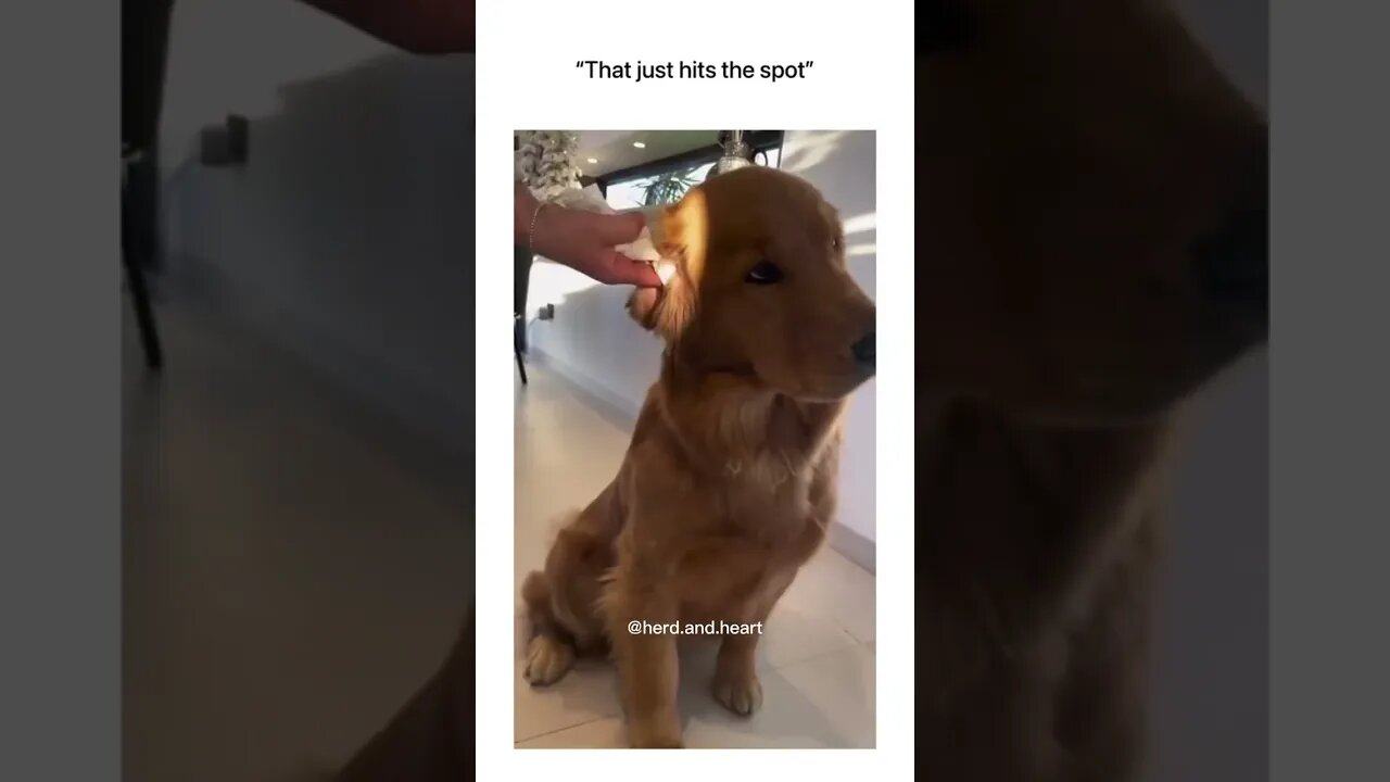 That eye tells it all 🤣 #dog #funny