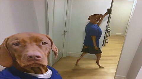 Hilarious Animal Videos That Will Make You Laugh 😂😂 Funny Pets