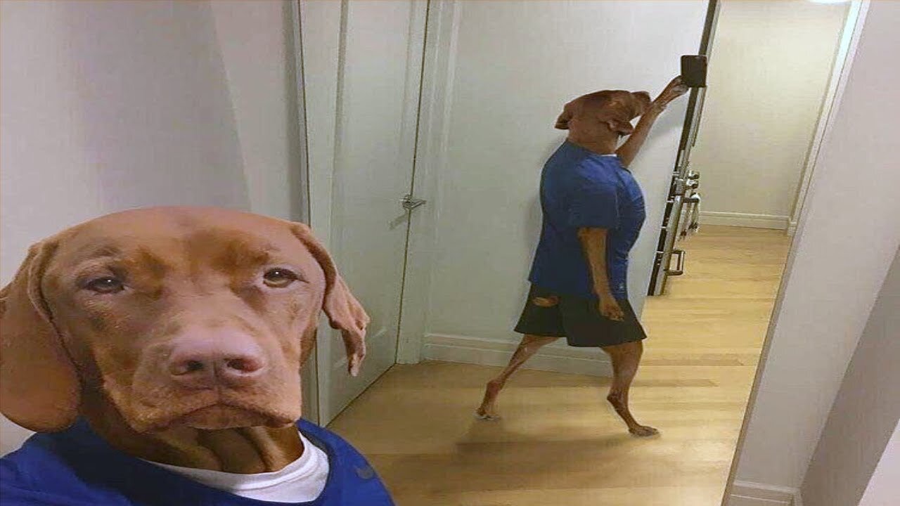 Hilarious Animal Videos That Will Make You Laugh 😂😂 Funny Pets
