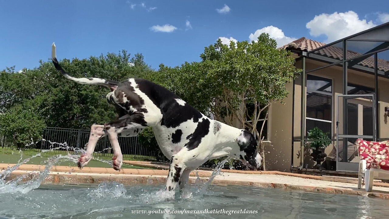 Great Dane interrupts pool time to go on patrol