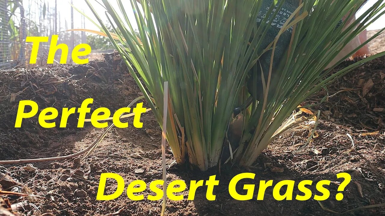 The Perfect Desert Grass? | Spent Brewers Grain for Livestock