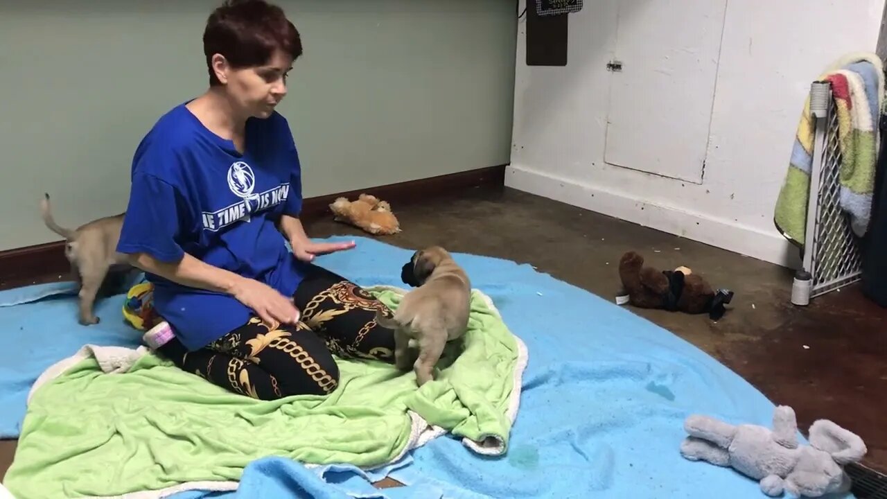LonelyCreek Tuffy boys. 7 wks old.