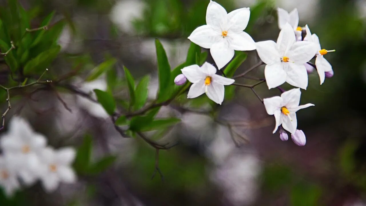 Beautiful Garden Plants CloseUp Photo Shoots With Relaxing and Peaceful Music.