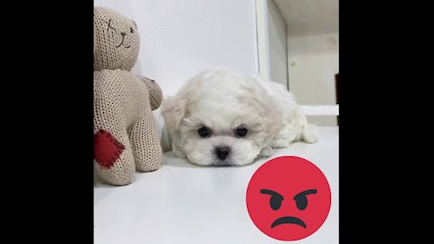 Short legged baby minibichon.