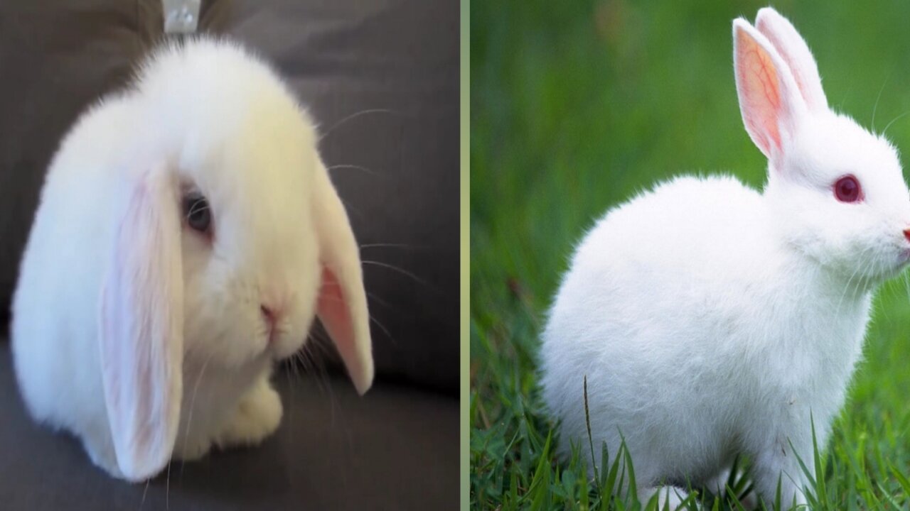 Cute Bunny Rabbit Washing Body