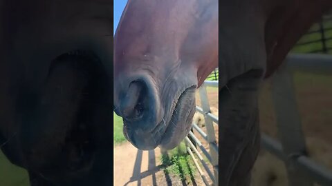 This was just being horses