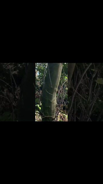 I am doing this as I am walking. I am also dyslexic. But if mocking my grammar boosts your ego.