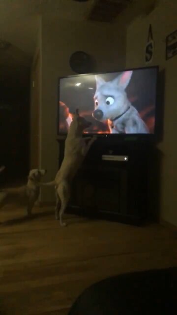 Dog Watching animated dog