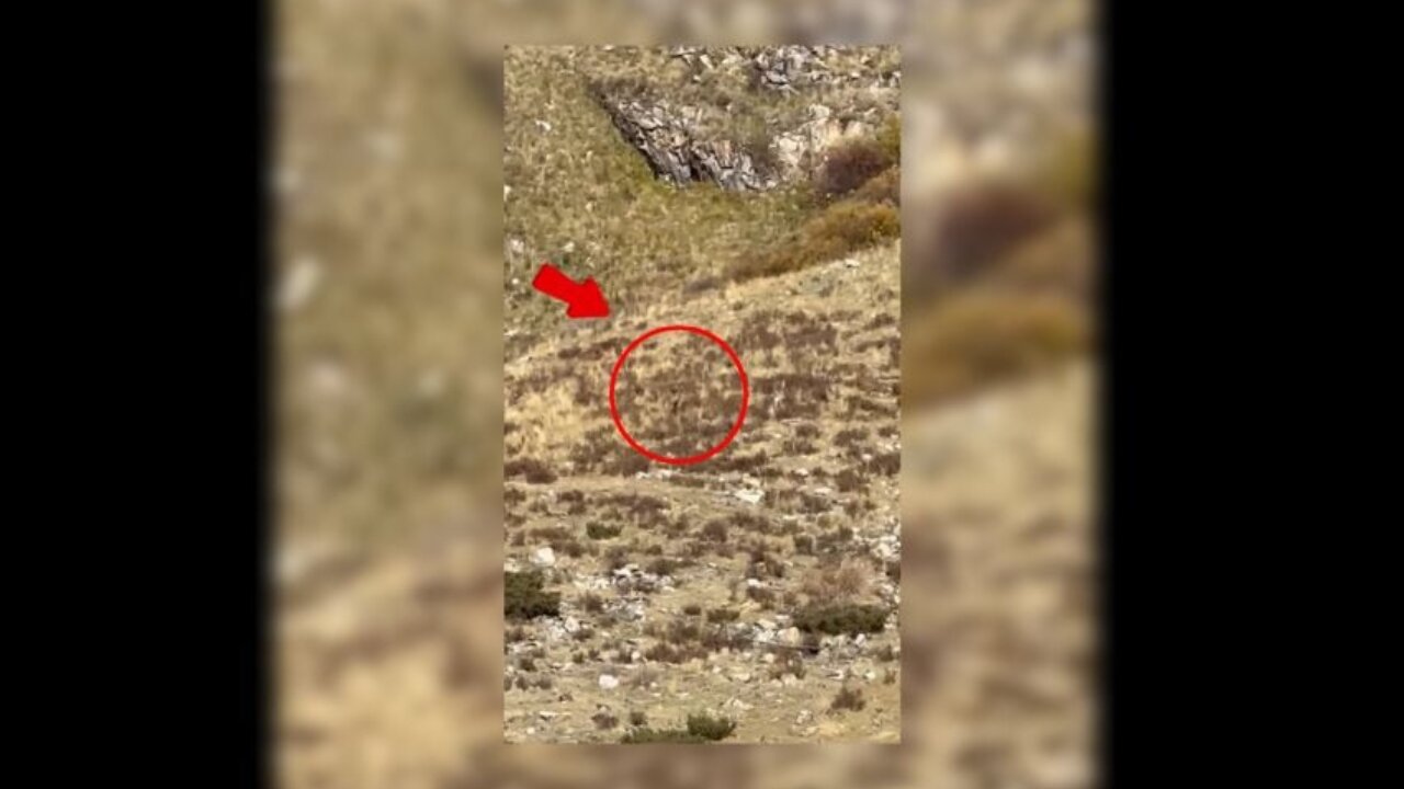 Bigfoot ‘spotted’ in Colorado in broad daylight — and it’s all on camera: ‘We’re convinced