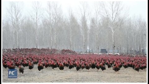 Chinese farmer and his 70,000 chickens become online celebrities