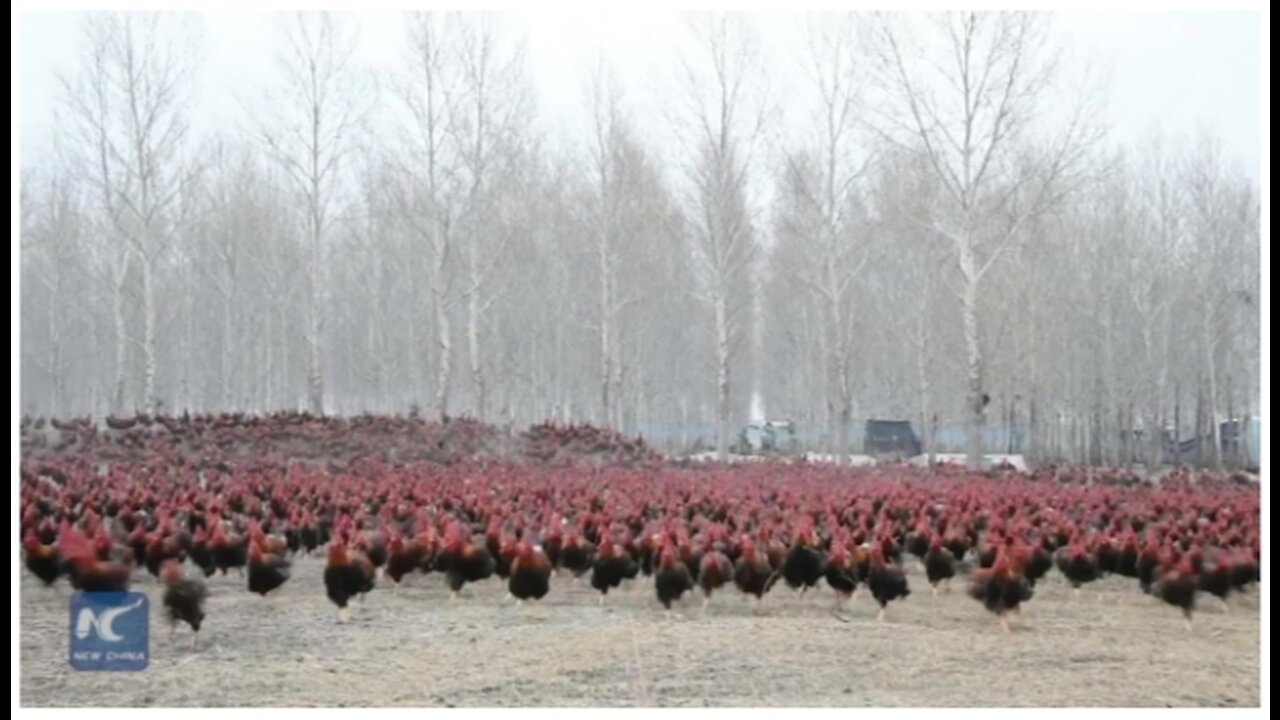 Chinese farmer and his 70,000 chickens become online celebrities